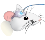 optogenetics